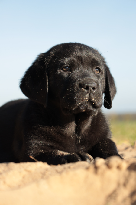 Dog Image