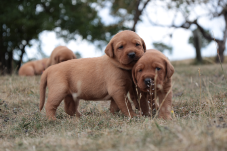 Dog Image