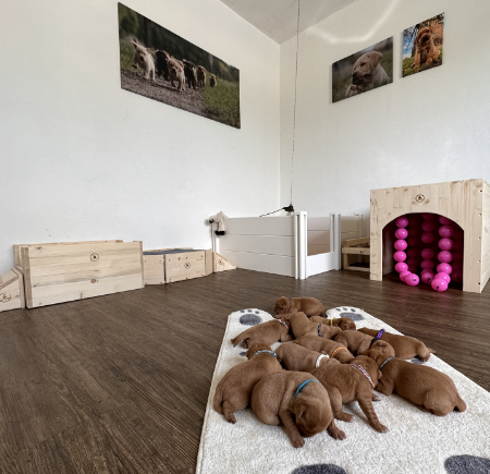 Dog Image