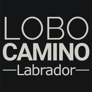 LC Labrador